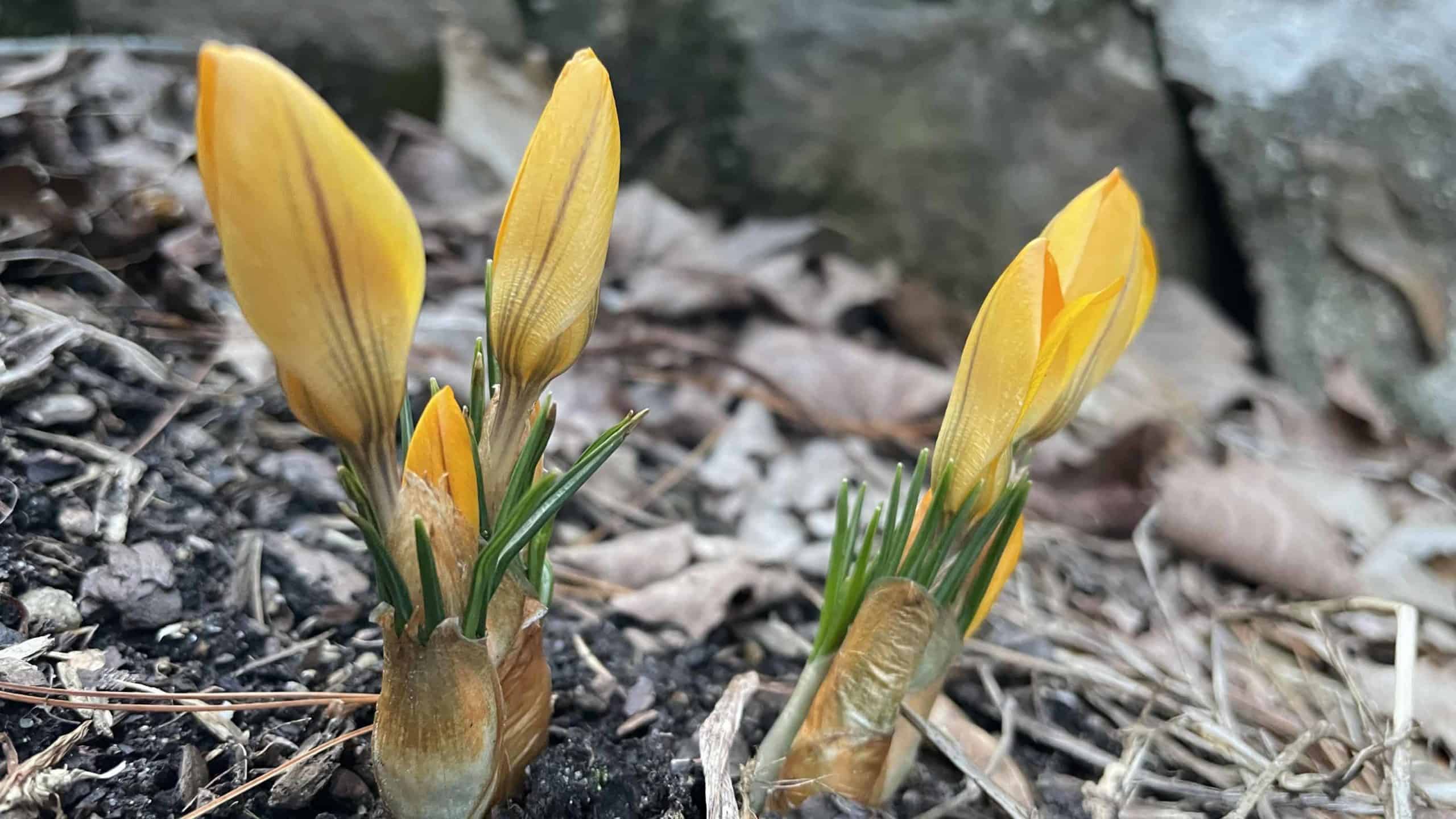 Yellow crocuses show a hint of color in early spring.