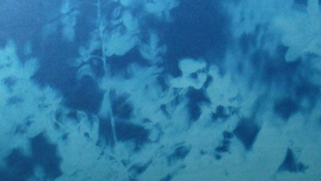 Tom Fels' cyanotype shows leaves from his arbor series in abstract shades of blue. Press image courtesy of Bennington Museum