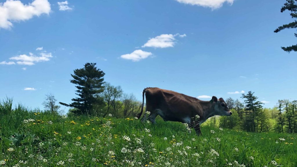 A young jersey relaxes in a summer pasture at High Lawn Farm in Lee. Press image courtesy of High Lawn