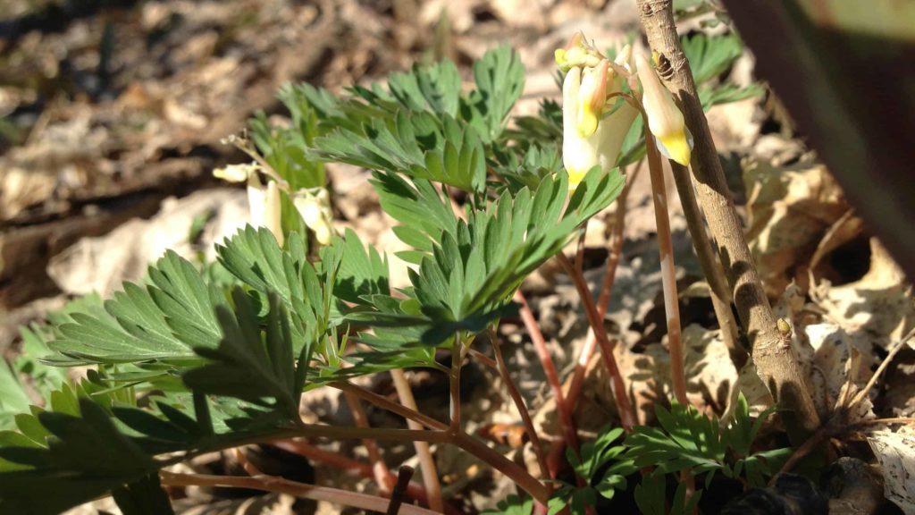 Dutchman's breeches peeks out from behind a trout lily leaf along the trails on Mount Greylock.