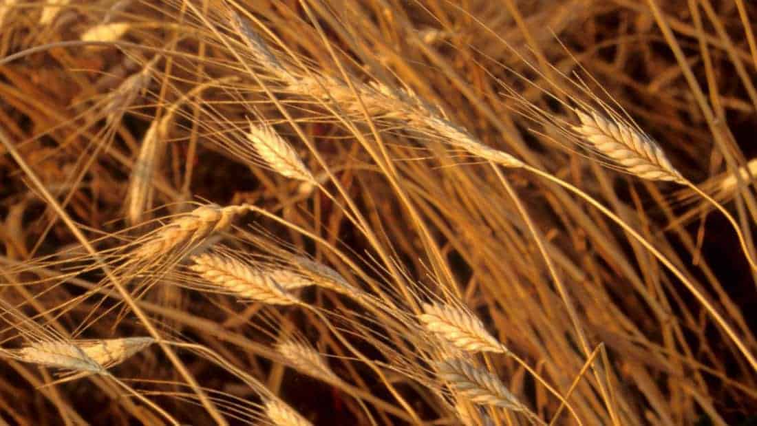 Golden awns of Einkorn grain bend in the wind. Creative Commons courtesy photo