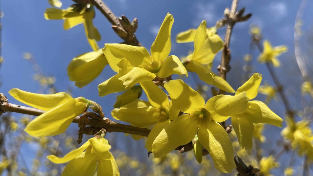 Forsythia opens on a sunny afternoon in April.