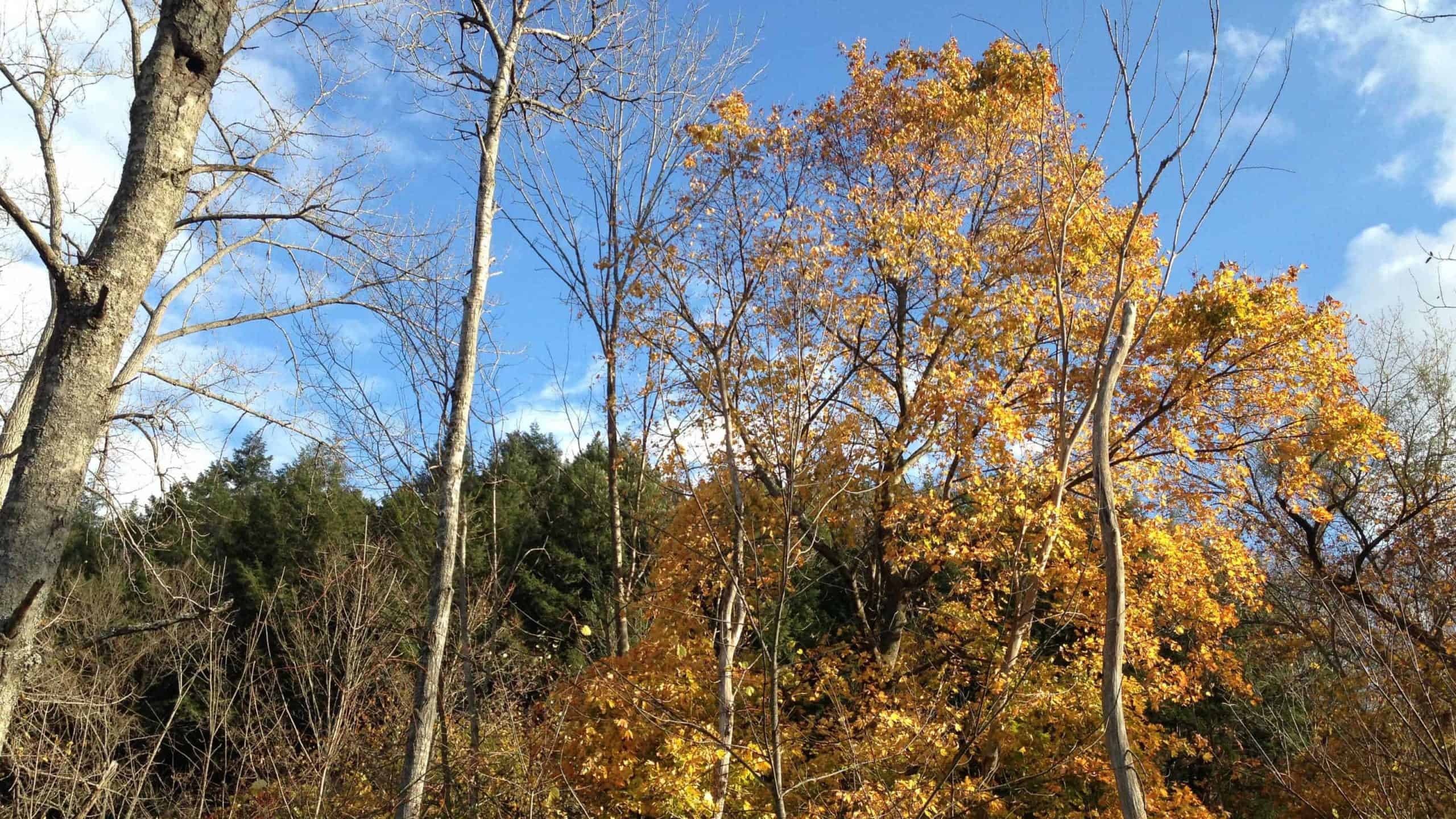 Maples turn golden in early November along the Old Mill Trail in Hinsdale.