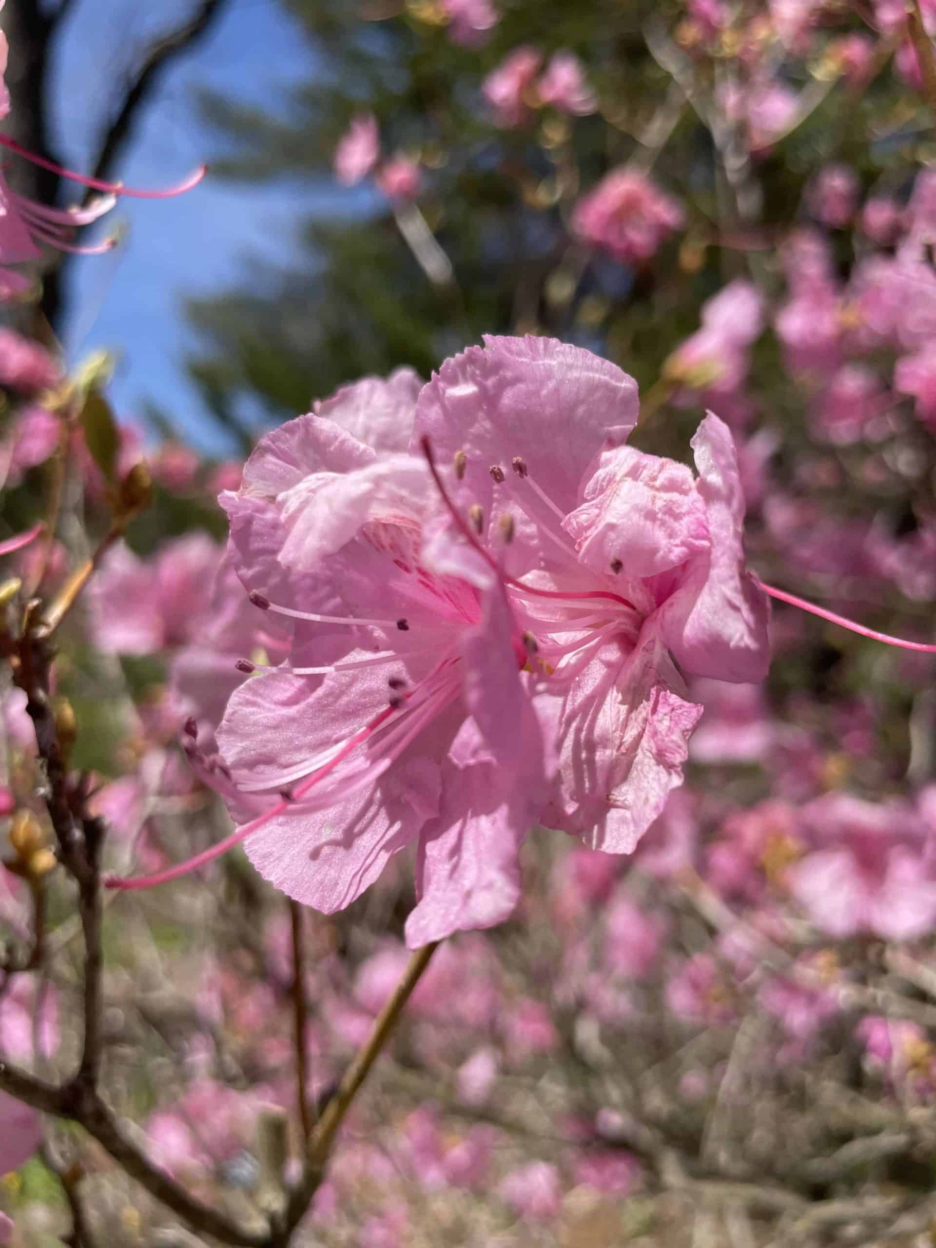 Azaleas are in full blow in Berkshire Botanical Garden in early May.