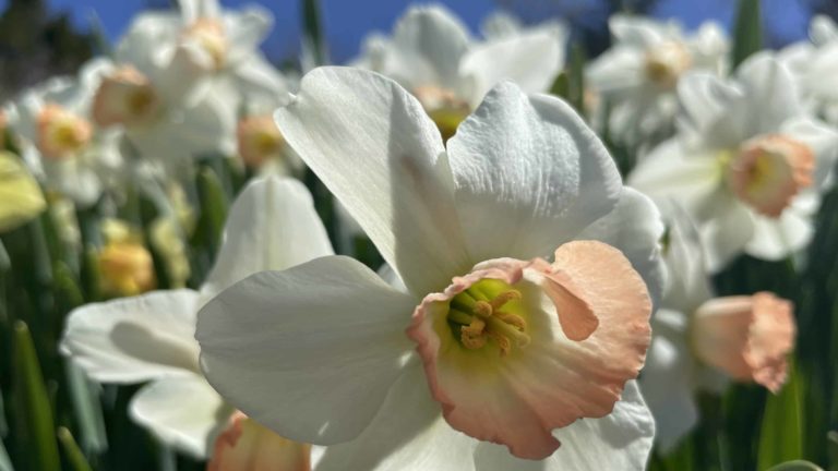 Daffodils gleam in the sun at the annual Naumkeag tulip and daffodil festival.