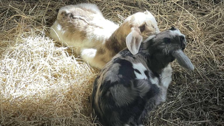 Kid goats curl up together in a patch of sun at Hancock Shaker Village.