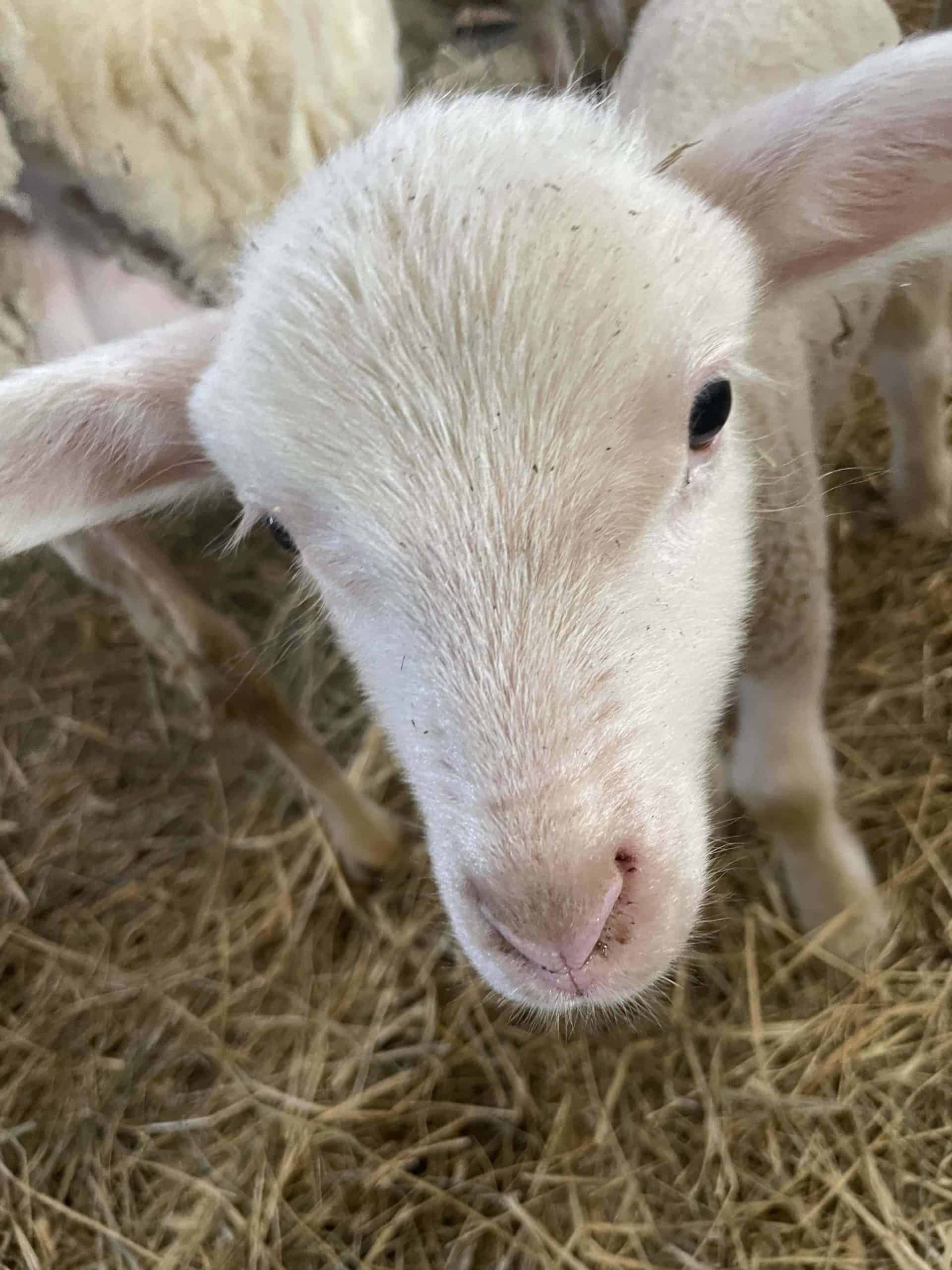 A lamb investigates visitors to the annual baby animals festival at Hancock Shaker Village.