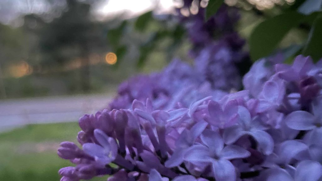 Lilac blooms at dusk along a quiet porch in Williamstown.