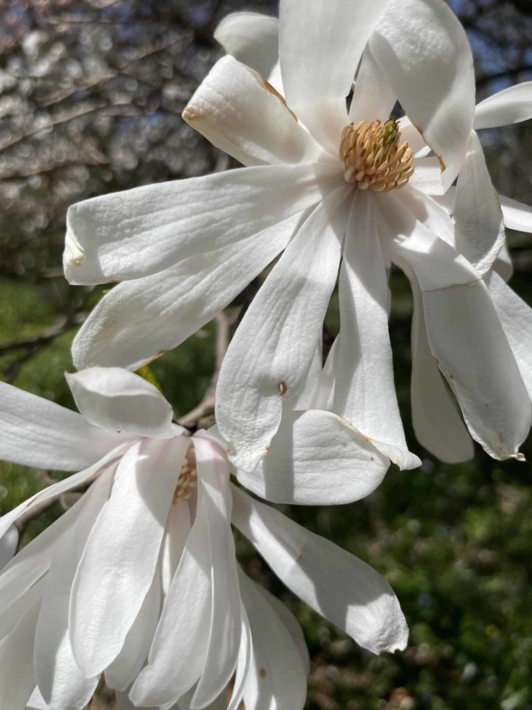 Magnolias bloom at the Berkshire Botanical Garden in May.