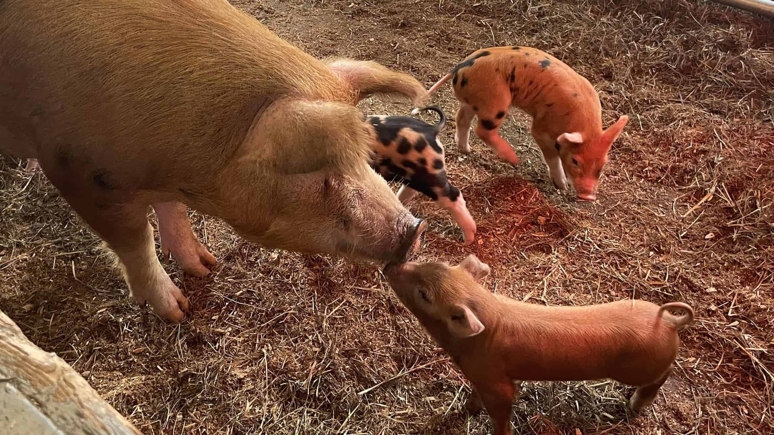 A sow touches noses with a piglet at the annual baby animals festival at Hancock Shaker Village.