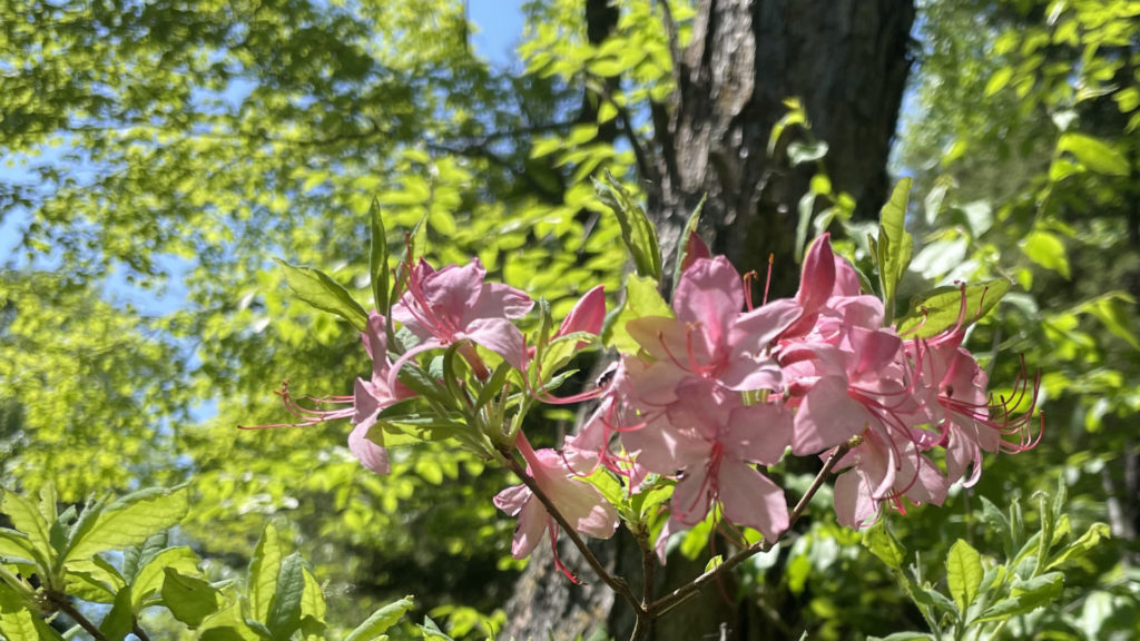 Wils azaleas bloom near the head of the Appalachian Trail at Wilbur's Clearing.