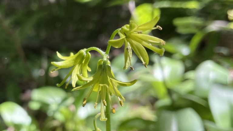 Clintonia, wild yellow lilies, bloom along the Appalachian Trail on Mount Greylock.