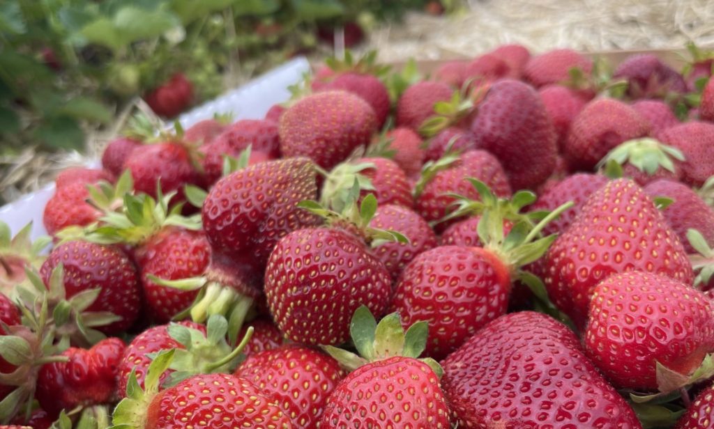 Strawberries are ripe at Mountain View Farm in Lanesborough.