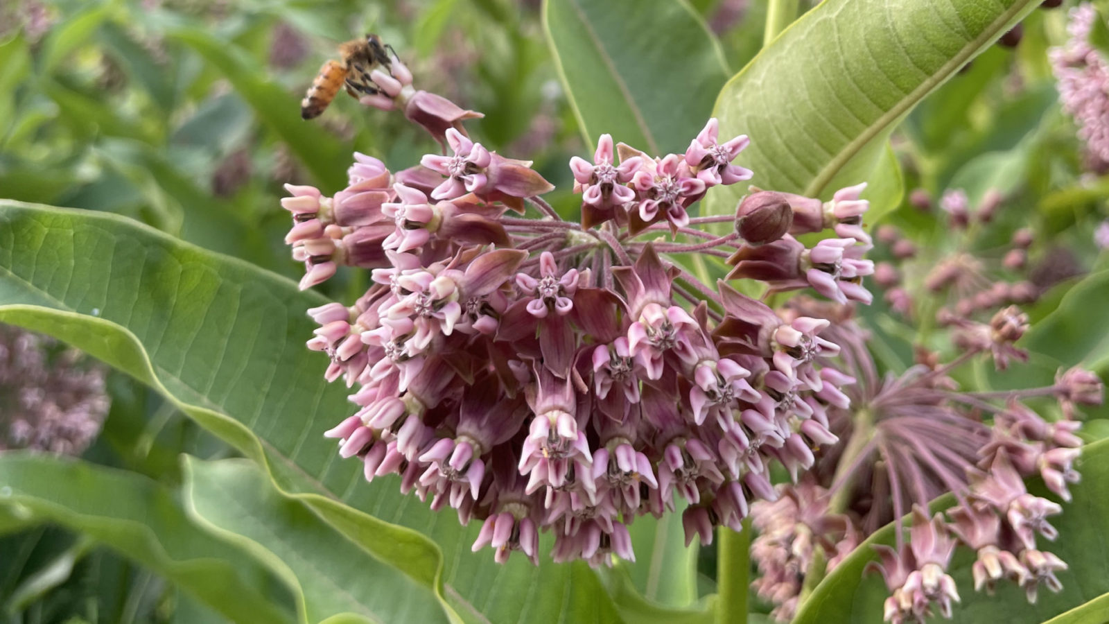 Milkweed blooms in a meadow at the foot of the hills.