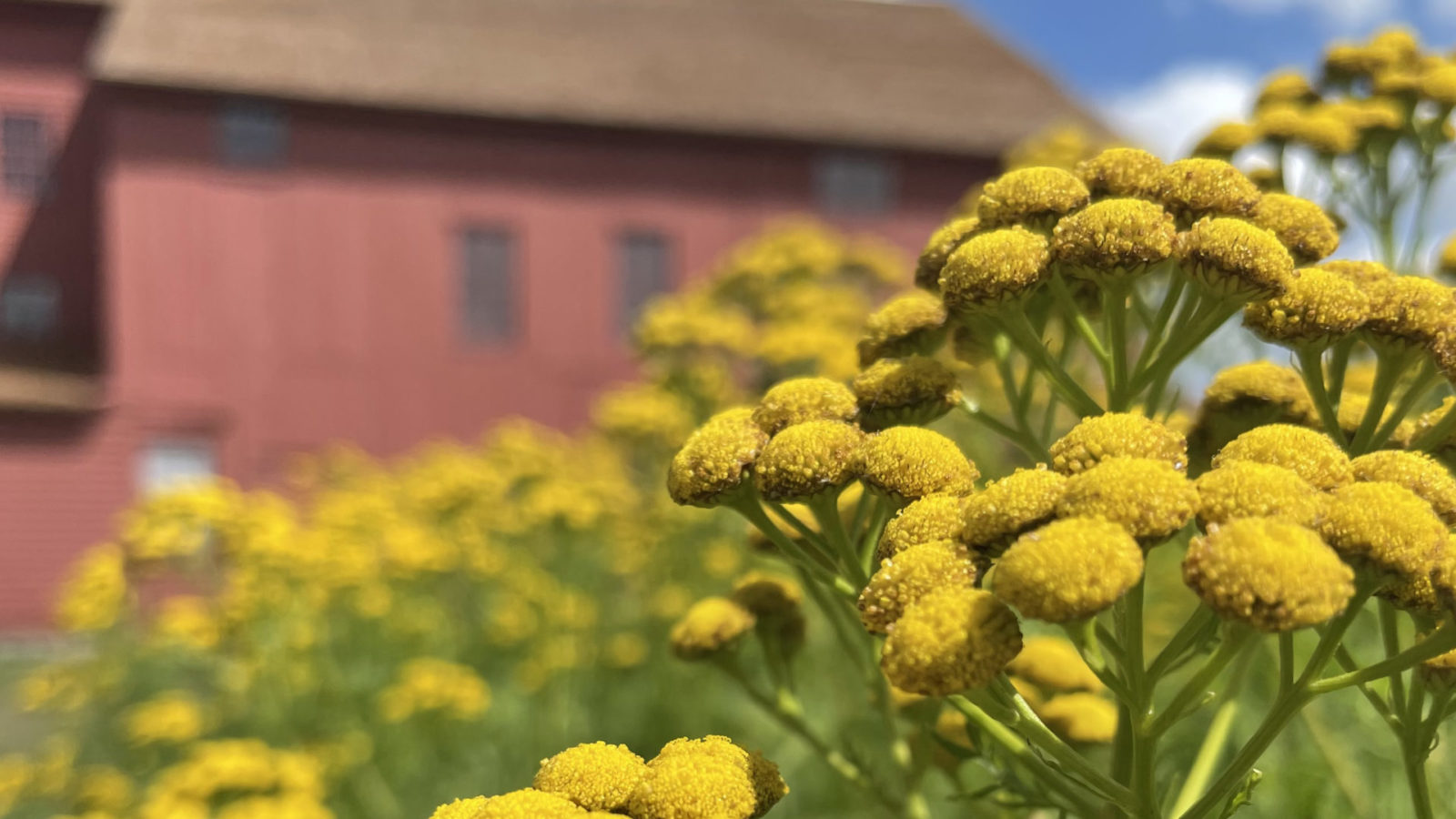 Tansy blooms golden at Hancock Shaker Village in August.