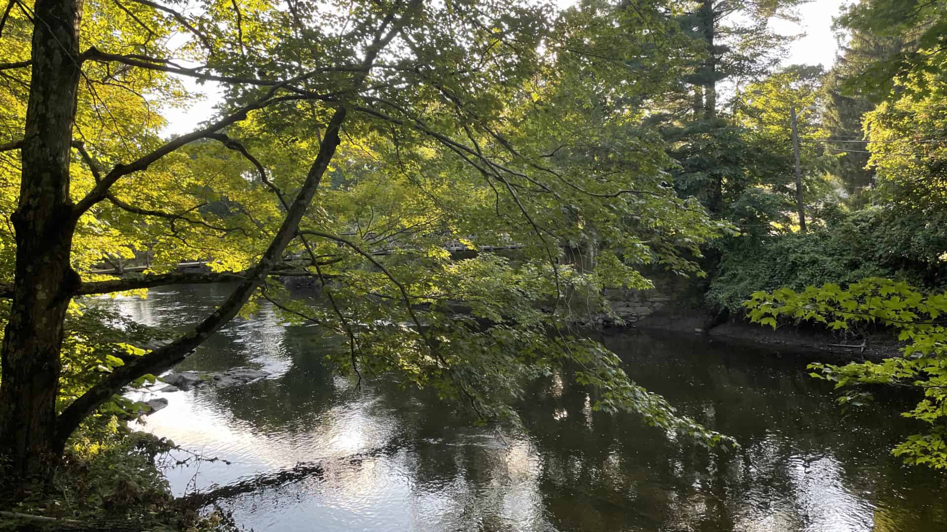 The Housatonic River reflects overhanging branches in the golden hour in Stockbridge.