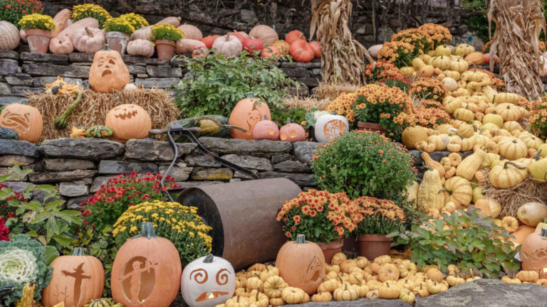 The gardens at Naumkeag fill with fall flowers and gourds for the annual Pumpkin show. Press photo courtesy of Naumkeag