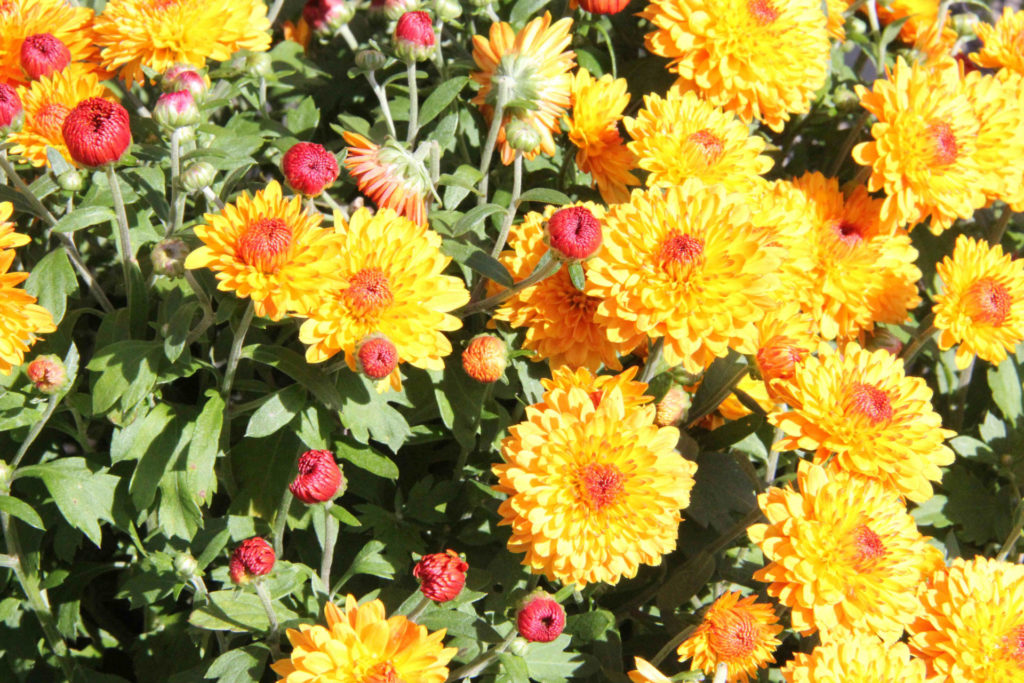 Chrysanthemums blook bright gold at the Lenox Apple Squeeze. Press photo courtesy of the artist