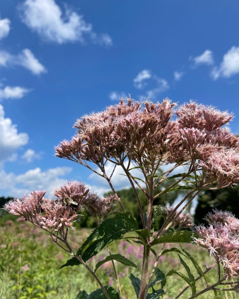 Joe-Pye Weed shows wide heads of purple flowers in the late summer at Canoe Meadows.