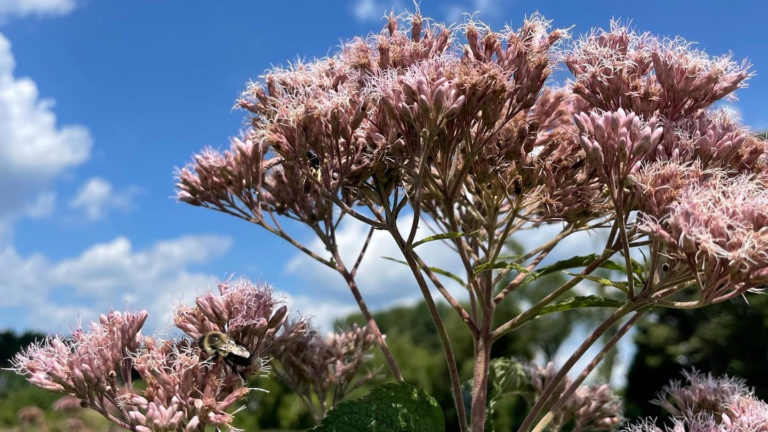 Joe-Pye Weed shows wide heads of purple flowers in the late summer at Canoe Meadows.