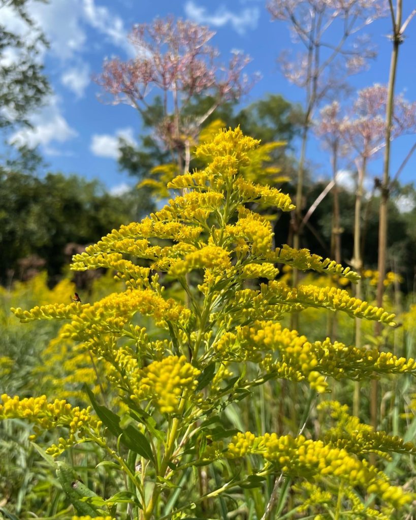 Golden rod fills the fields at in Canoe Meadows.