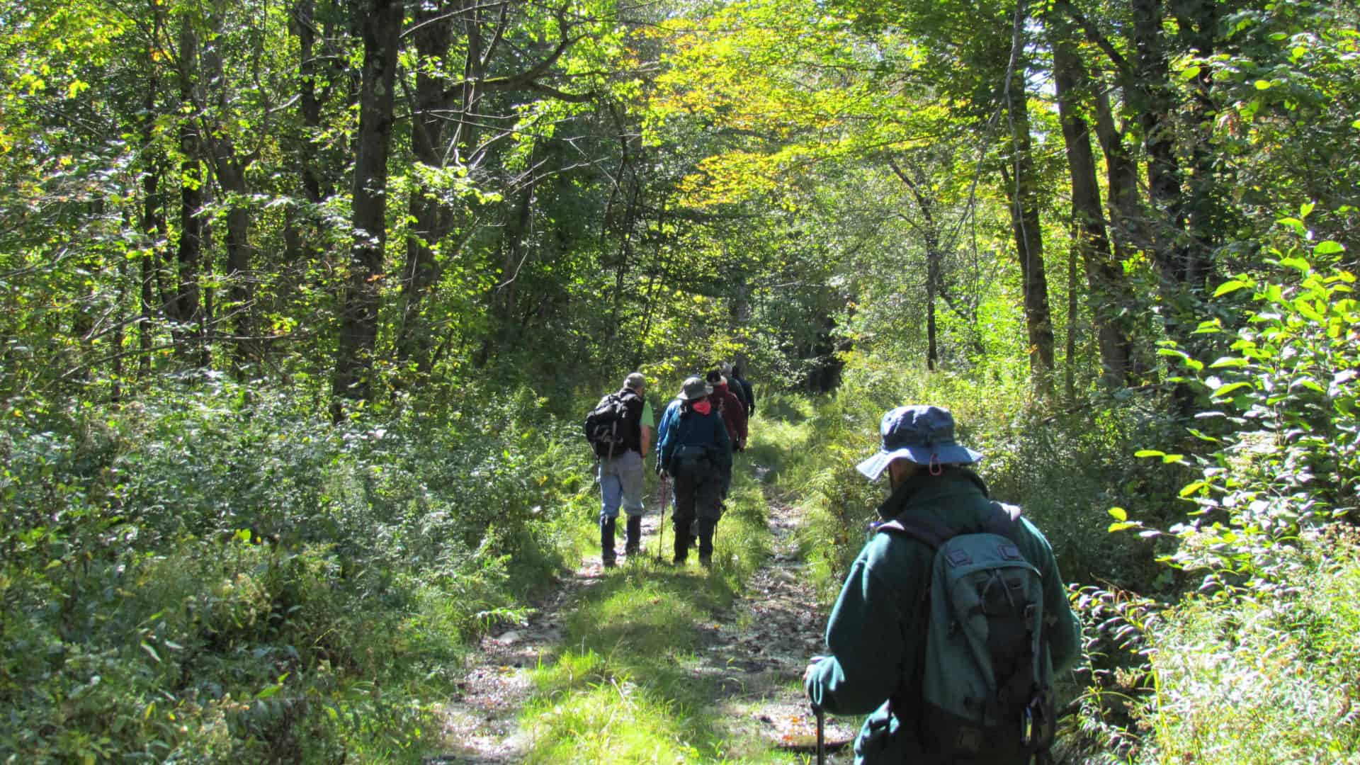 Tamarack Hollow Nature Center leads hikes on central Berkshire Trails and through boreal forest along the ridge in Savoy and Windsor.