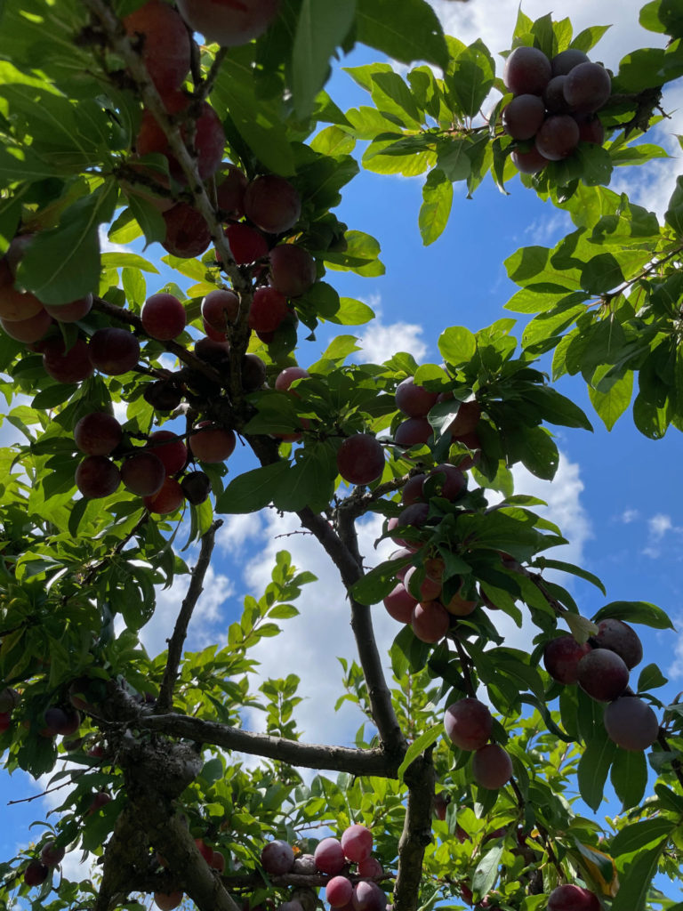 Cortland apples ripen on the tree at Lakeview Orchards in Cheshire.