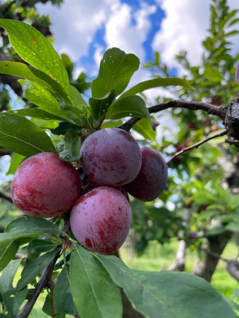 Plums ripen dusky purple in September at Lakeview Orchard.
