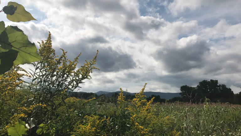 Golden rod blooms along the cornfields along the Hoosic River in September.