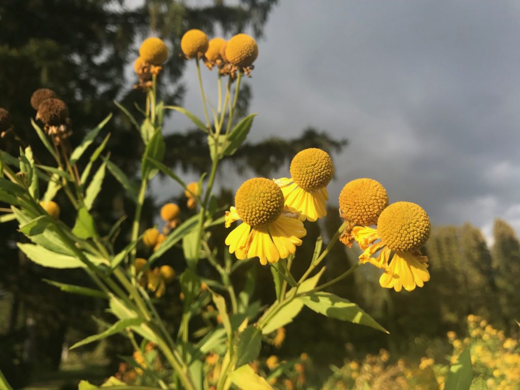 Coneflower blooms in the pollinator garden in the Spruces park along the Hoosic River.