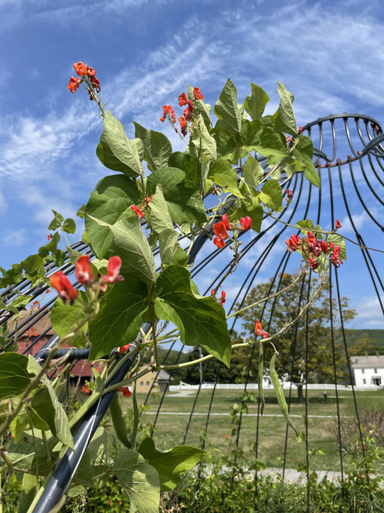 Scarlet runner beans bloom on a sculpture made by the internationally recognized Thai artist Pinaree Sanpitak.