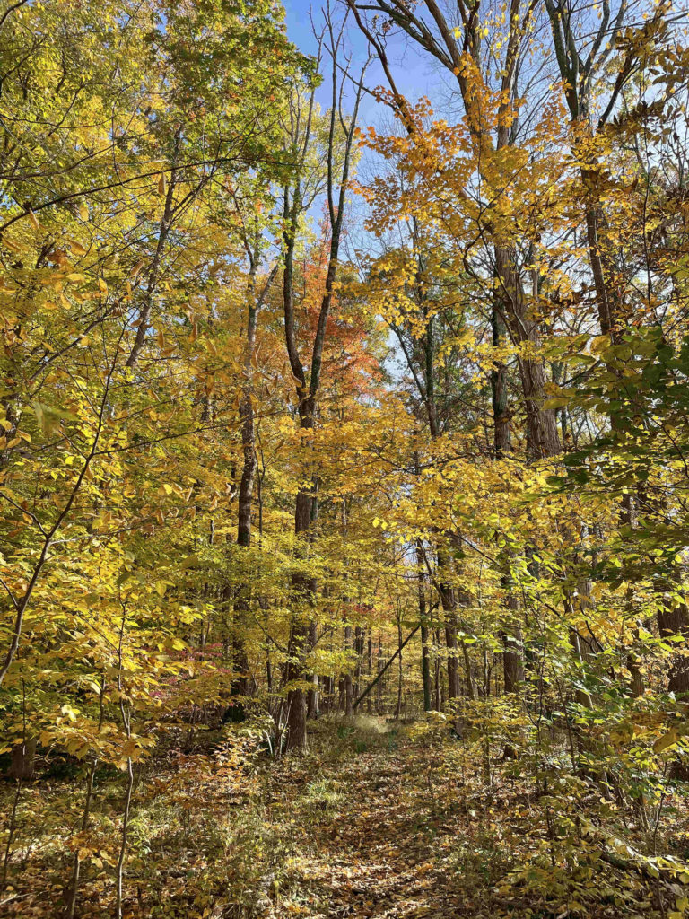 Maples turn orange and gold along the Chestnut Trail in Williamstown.