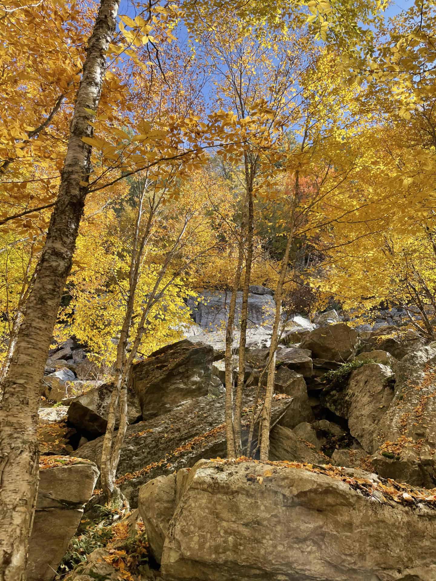 Maples turn golden against the quartzite boulders along the Chestnut Trail in Williamstown.