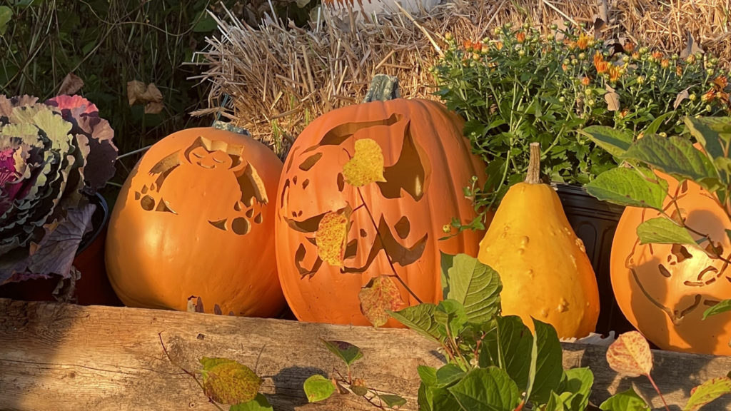 Pumpkins catch the late afternoon light in the gardens at Naumkeag.