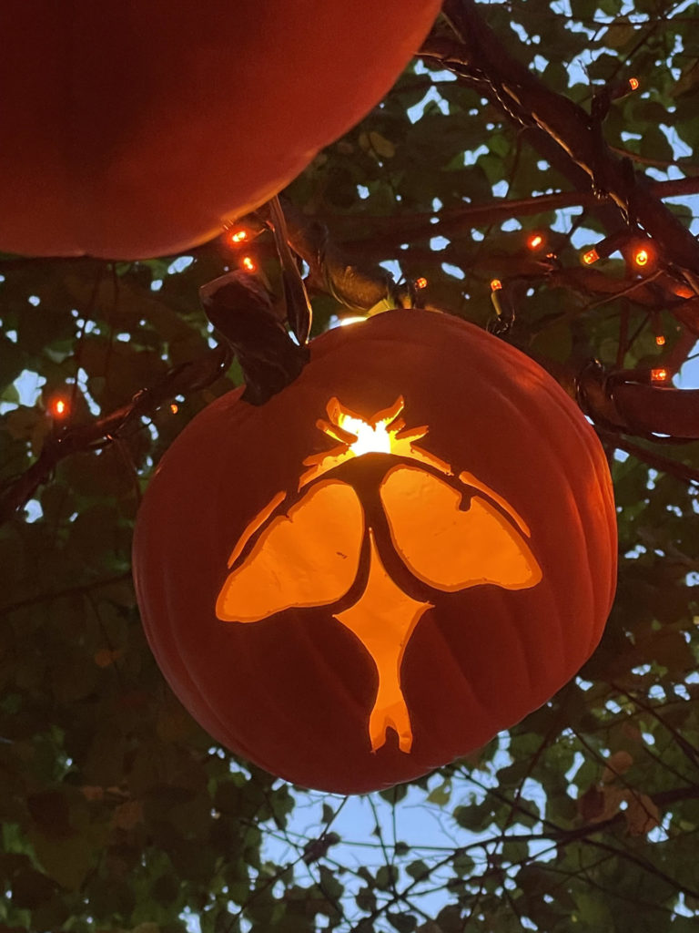 A pumpkin hangs in a tree, carved with a luna moth in flight, at the Naumkeag Pumpkin Walk.