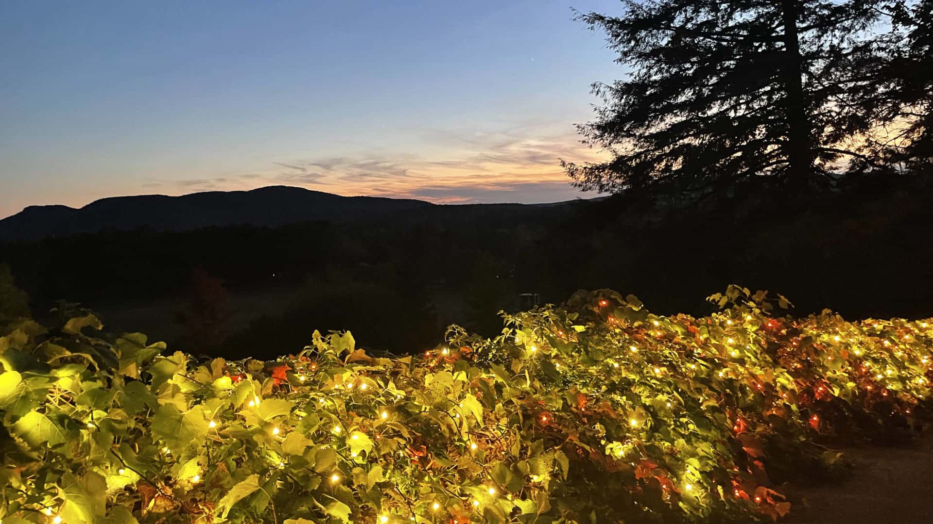 Grape vines gleam with fall lights in the dark on the path down the hill at Naumkeag.