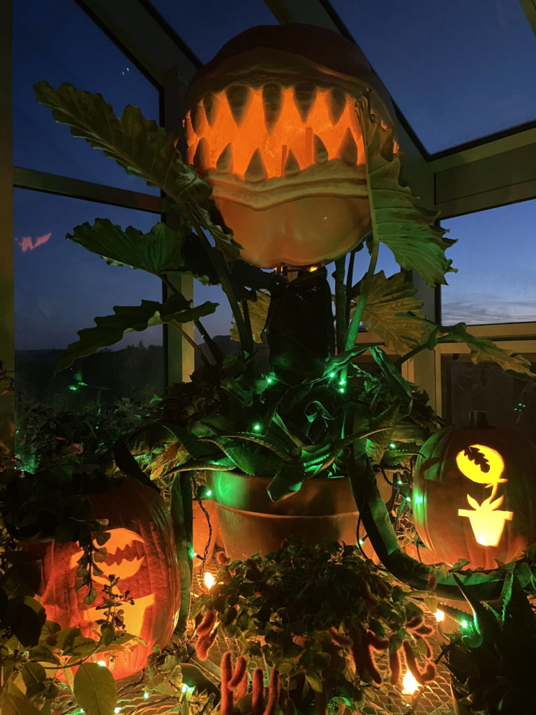Little Shop of Horrors takes shape in pumpkins and lights in the greenhouse at Naumkeag.