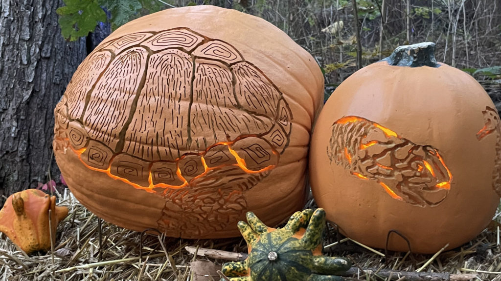 A double jack-o-lantern shows an intricately carved sea turtle swimming across two pumpkins at once.