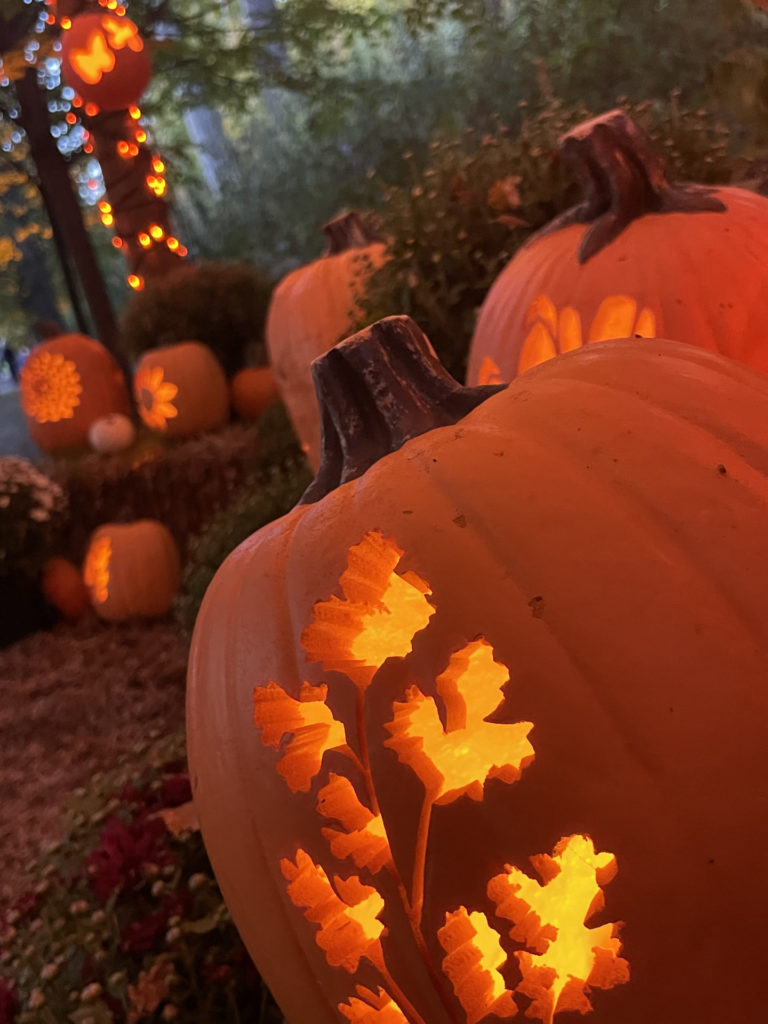 Pumpkins glow with carved leaves at the Naumkeag Pumpkin Walk.