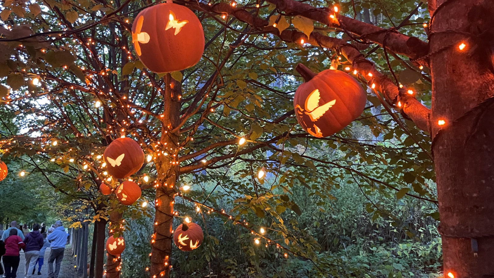 Pumpkins hang in trees like lanterns at the Naumkeag Pumpkin Walk.