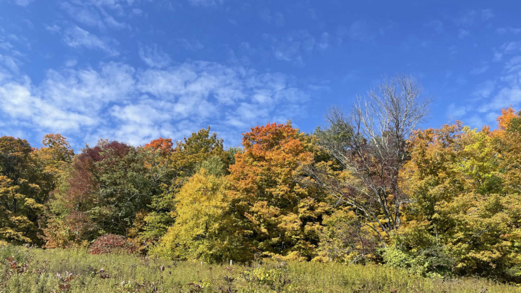 Maple trees turn brilliant red and orange and gold at Williamstown Rural Lands on Sheep Hill.