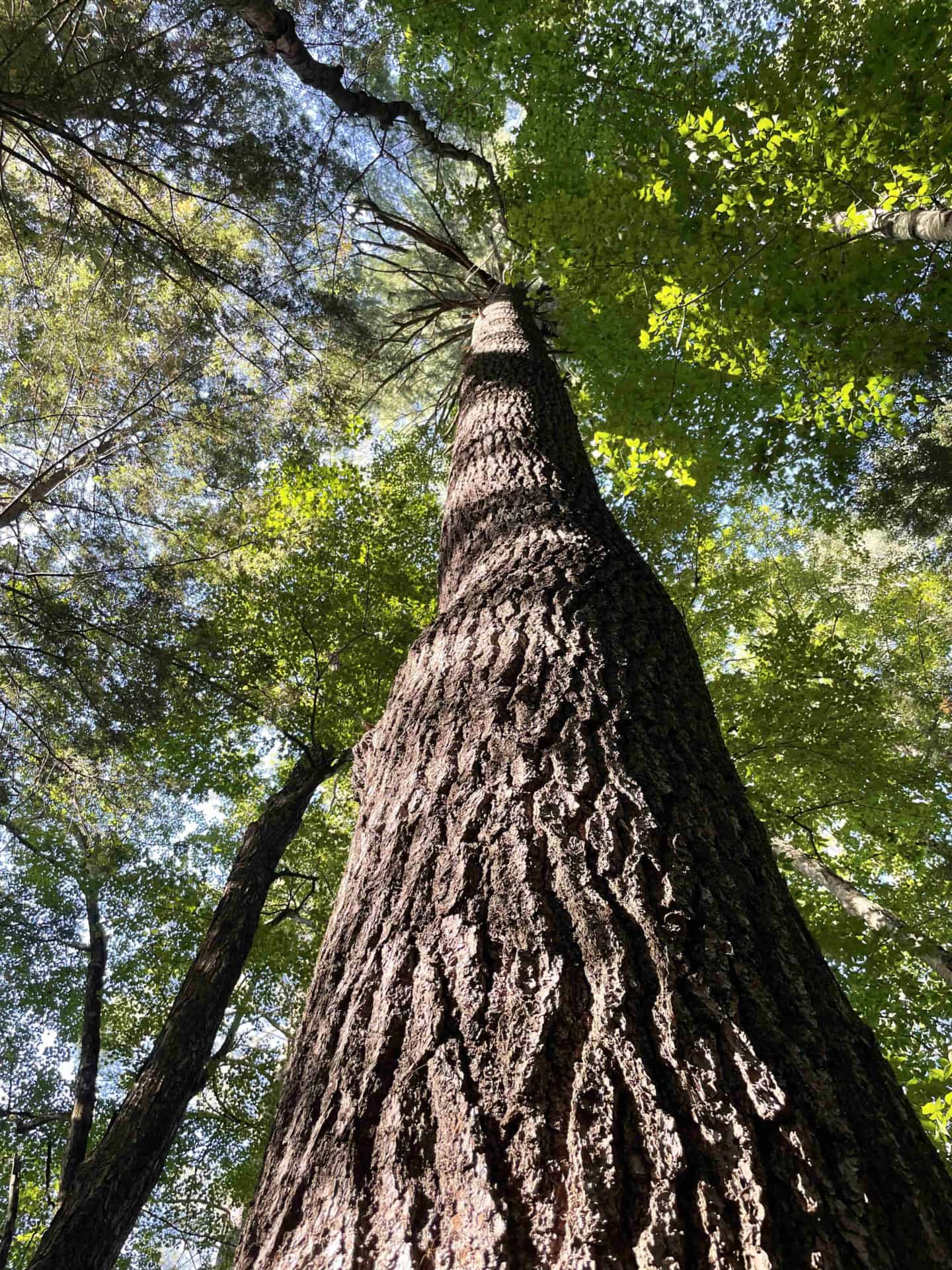 Old growth pine trees along the Deerfield River can stand 150 feet tall.