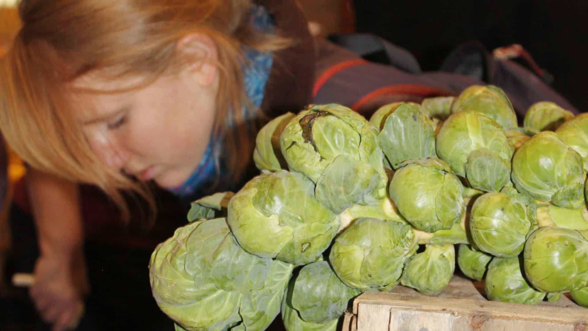 Brussels sprouts tumble like a green waterfall over a wooden box as a farmer glances over the table at a Berkshire Grown indoor winter farmers market.