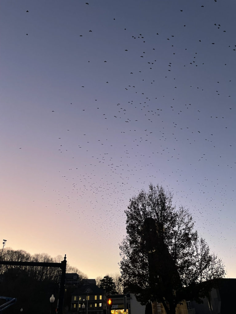 Crows flock over downtown North Adams at sunset.