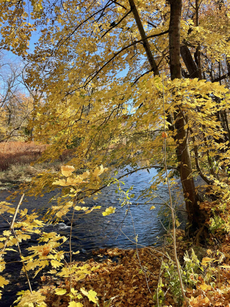 Maples turn golden along the Hoosic River in Williamstown.