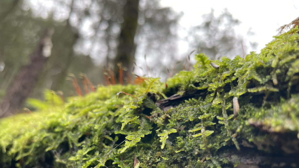 Moss grows on a fallen log in the Ice Glen in Stockbridge.