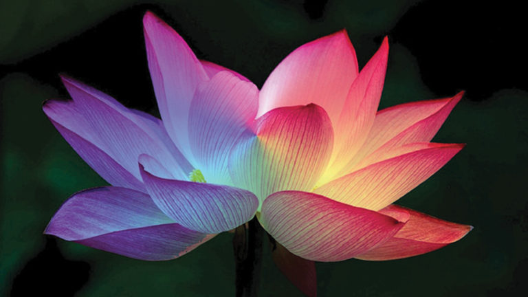 A Lotus blossom shines in rainbow light. Press photo courtesy of the Lenox Chamber of Commerce