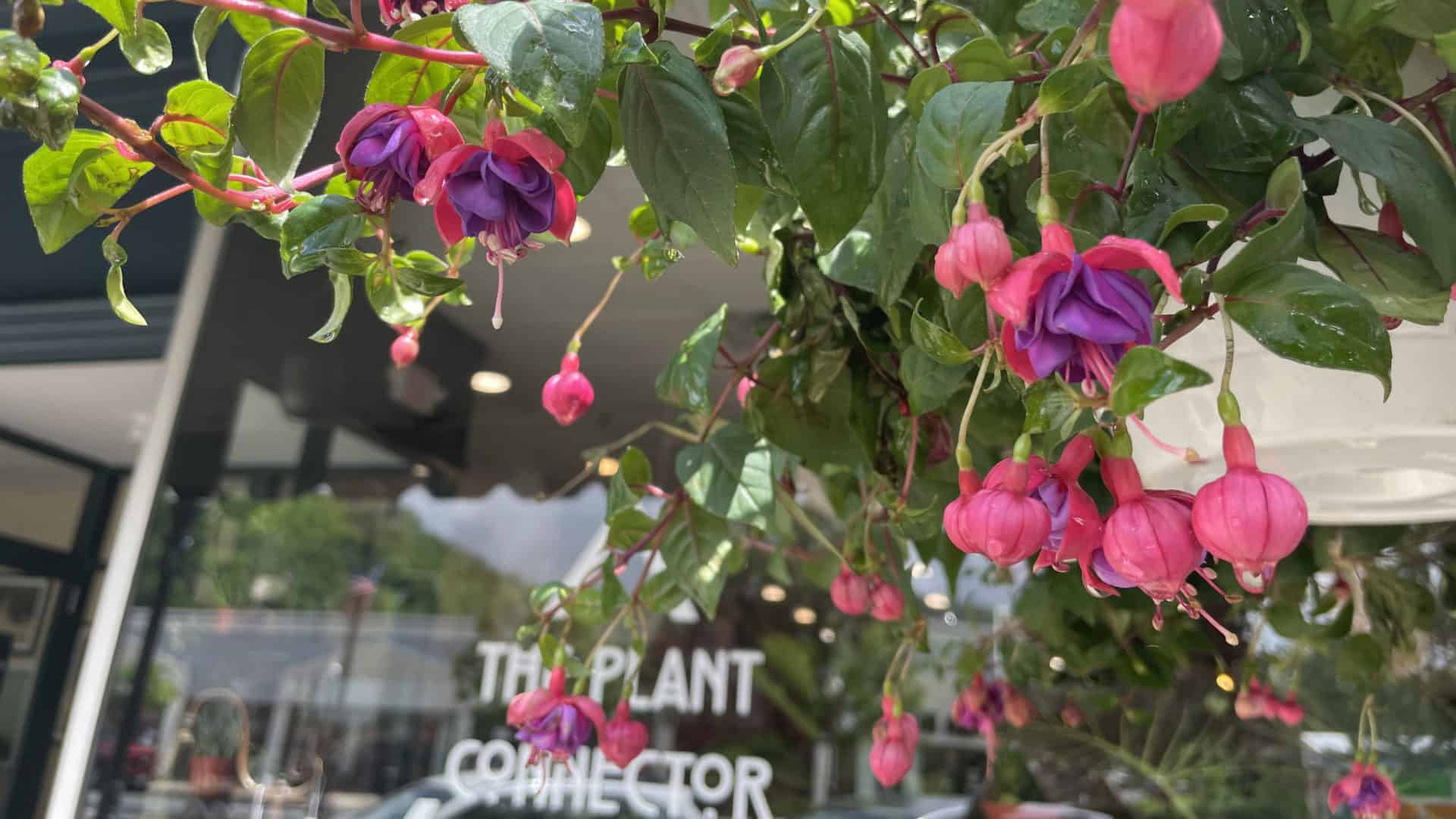 A hanging plant shows bright pink and purple petals beside the glass window of the Plant Connector in North Adams.