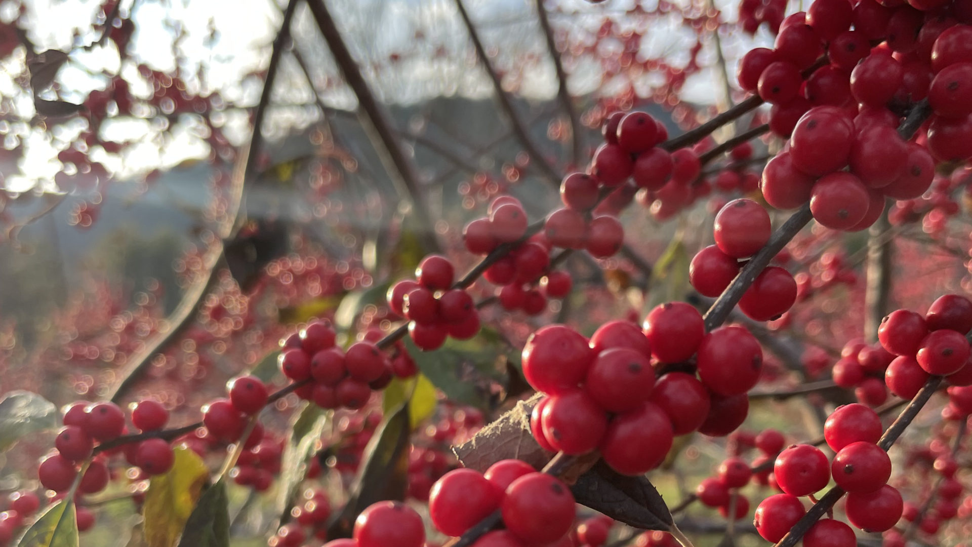 Winterberry glows in the sun at Windy Hill Orchard in Great Barrington.