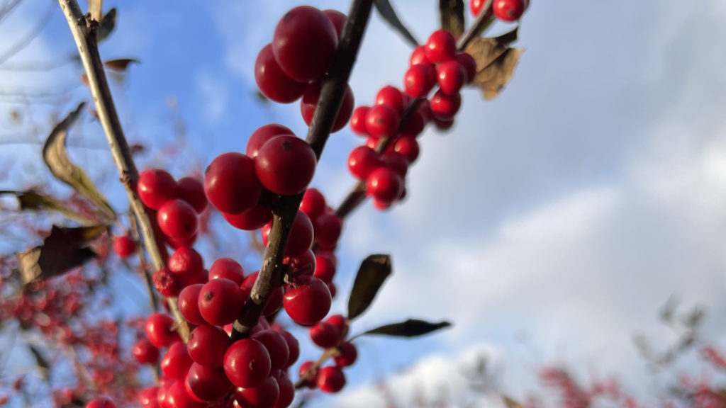 Winterberry glows in the sun at Windy Hill Orchard in Great Barrington.